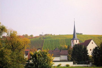 32 Mainfahrt Weinberge